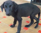 Cachorrita cruce labrador busca casa - mejor precio | unprecio.es