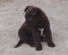 Cachorritos que buscan hogar - mejor precio | unprecio.es