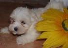 Cachorros de bichon maltes ¡garantia veterinaria - mejor precio | unprecio.es