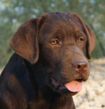 Cachorros de Labrador Retriever