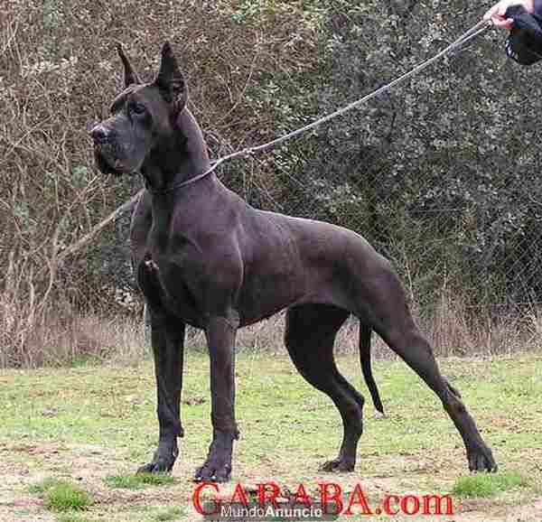 compro dogo de burdeos,dogo aleman,cane corso,pit bull, y sobre todo bull terriers .Como máximo puedo dar de 150 a 200 e