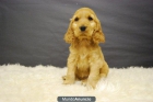 Disponemos de cachorros Cocker Spaniel con 2 mesecitos - mejor precio | unprecio.es