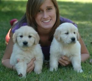 espectacular cachorros de golden retriever con pedigree\