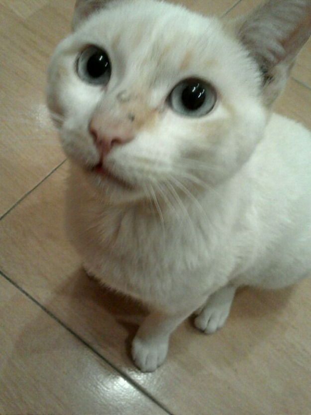 Lilo, gato nacido en Julio, precioso e  indefenso, tiene leucémia