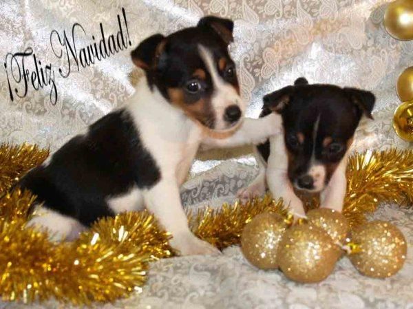 Los mejores Jack rassell ¡el mejor regalo para navidad!