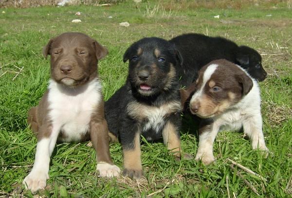 REGALO PRECIOSOS CACHORRITOS