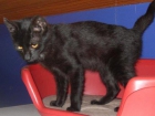 URGENTE, GATITA EN PELIGRO - mejor precio | unprecio.es