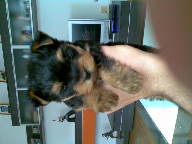 yorkshire terrier toy