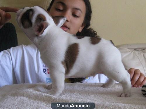 180€ BULLDOG FRANCES BUSCA NOVIA WAPAA. . . hola, solo tengo un añito, y soy auténtico con pedigree