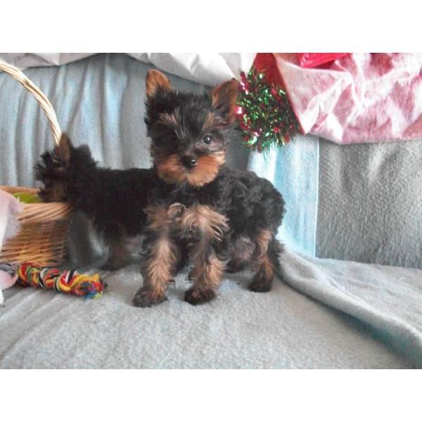 CAMADA DE YORKSHIRE TERRIER. PRECIOSOS.