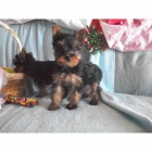 CAMADA DE YORKSHIRE TERRIER. PRECIOSOS. - mejor precio | unprecio.es