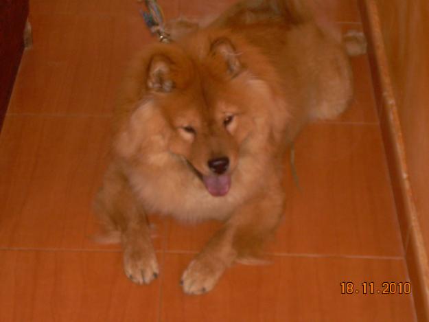 CHOW CHOW  ROJO