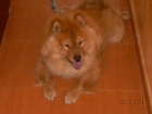 CHOW CHOW ROJO - mejor precio | unprecio.es