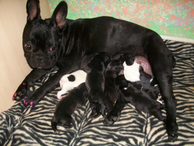 oferton de buldog frances