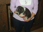 Perro de aguas,cachorros,chocolate y blanco.Pedigree. - mejor precio | unprecio.es