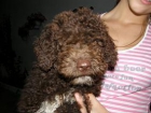 Preciosa cachora de perro de aguas. - mejor precio | unprecio.es