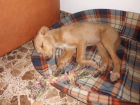 Urgente perrito en adopcion - mejor precio | unprecio.es