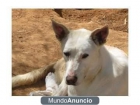 VENUS, BUSCAMOS UNA LUZ PARA UNA ESTRELLA NECESITAMOS ADOPCION O ACOGIDA - mejor precio | unprecio.es