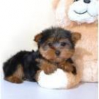 Yorkie cachorros para Navidad 120 Euros - mejor precio | unprecio.es