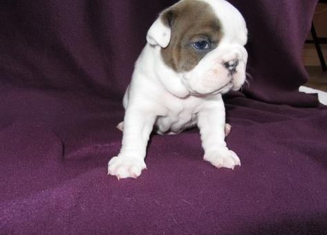 . Bulldog Inglés saludable para la venta este cachorro se incluye: