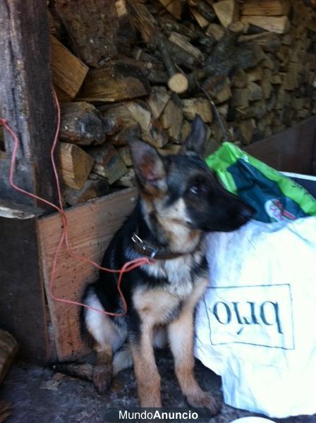 Regalo cachorro de pastor alemán