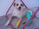 24 perrito que sigue buscando un hogar - mejor precio | unprecio.es