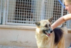 Adopta a Arturo - mejor precio | unprecio.es