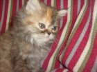 gatita persa tortuga muy graciosa - mejor precio | unprecio.es