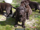 Labrador cachorros amarillos, negros y chocolates de exc calidad - mejor precio | unprecio.es