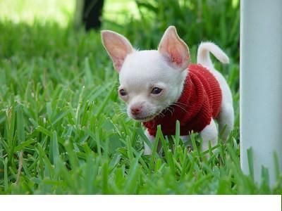 LOVELY CHIHUAHUA CACHORROS PARA UN NUEVO HOGAR