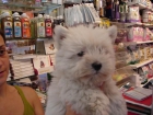 Perros pequeños y medianos, perros, cachorros, criadero, venta.   Cocker, Bichón Frise, Jack Russell, Kyi Leo, Lhasa Aps - mejor precio | unprecio.es