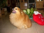 precioso machito de autentico lulu de pomerania pedegriee de campeones para monta . - mejor precio | unprecio.es