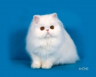 Preciosos Gatos Persas - mejor precio | unprecio.es