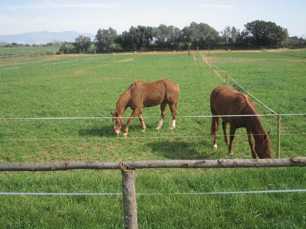 pupilaje , pupilatge ,a`prop de llampaias ,  i de l'escala