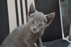 vendo gato azul ruso - mejor precio | unprecio.es