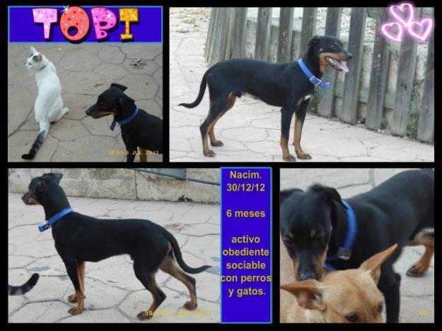 Cachorro Mix Ratero en Adopción