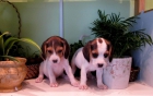 Beagle, preciosa hembrita 230€ - mejor precio | unprecio.es