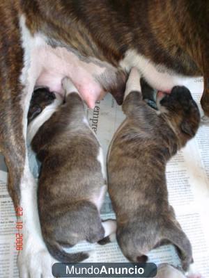 bullterrier con pitbull