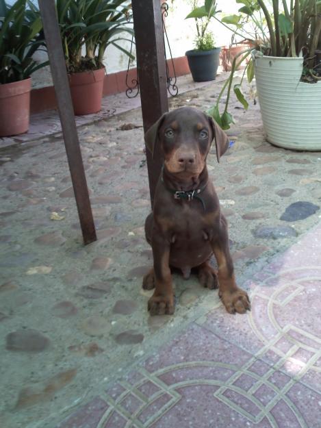 cachorrito doberman