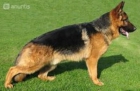 cachorros de pastor aleman con pedigree - mejor precio | unprecio.es