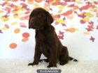CACHORROS LABRADOR EN COLOR CHOCOLATE (PREGUNTAR MAS COLORES) - mejor precio | unprecio.es
