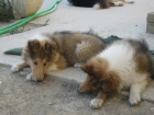 Cachorros rough collie - mejor precio | unprecio.es