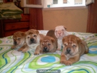 disponible cachorros de shar-pei - mejor precio | unprecio.es