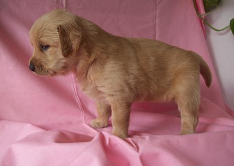 Golden Retriever cachorro macho para adopcion