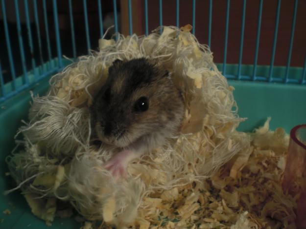 Hamster ruso muy pequeno y gracioso