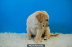 LABRADOR PRECIOSOS - mejor precio | unprecio.es