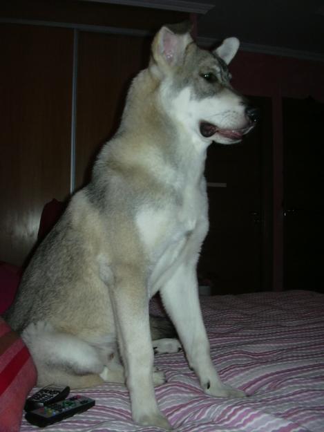 regalo husky cn mezcla de mastin de 8 meses