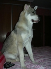 regalo husky cn mezcla de mastin de 8 meses - mejor precio | unprecio.es