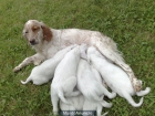 Setter ingles cachorros - mejor precio | unprecio.es