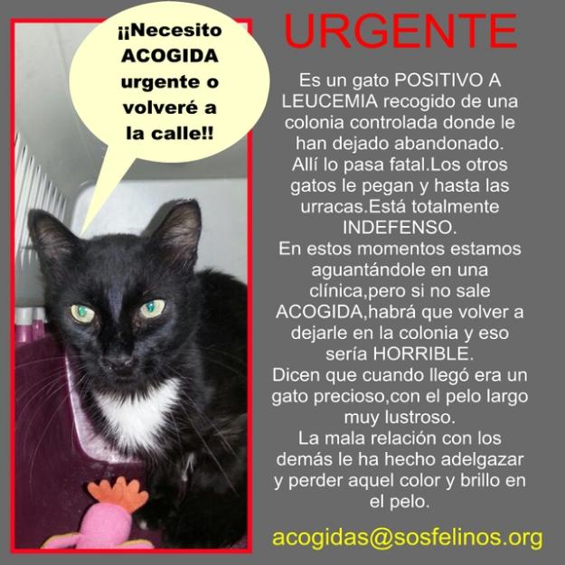 ZANUT Gato+leucemia, necesitamos una acogida urgente